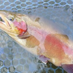 午後は絶好調！ ～岡崎トラウトポンド～